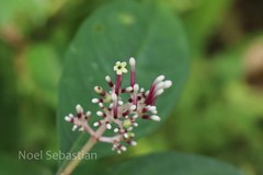 Chassalia curviflora var. ophioxyloides